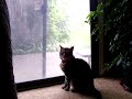Kitten Frenzy