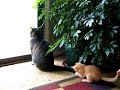Kitten Frenzy