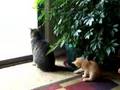 Kitten Frenzy