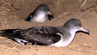 Pink-footed Shearwater Call