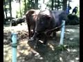 Bullfighting