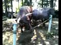 Bullfighting