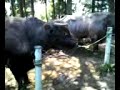 Bullfighting