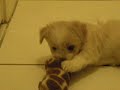 My puppy morkie having fun..
