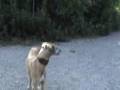 Azawakh video