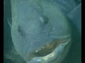 Wolffish in the Stellwagen Bank Sanctuary