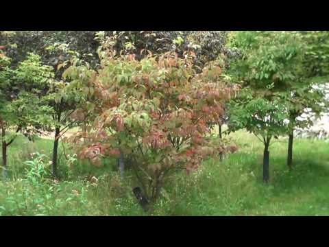 how to fertilize burning bush