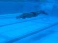 videos de Dolphin Kick & Undulation Drills with Monofin