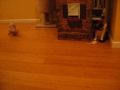 Cats\