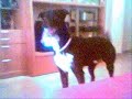 show de curro