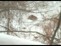 deer backyard