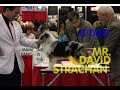 LMDF Shetland Sheepdog Specialty Breed RingOct09