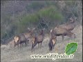 Cervi comici - Comic deers Cervi comici - Comic deers