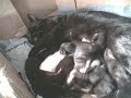 more kittens more kittens