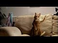 Котэ Dance