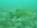 rock bass at gull lake