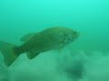 Rock Bass at Gull Lake