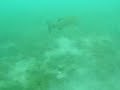 rock bass at gull lake