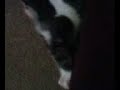 My kitten Loowa My kitten Loowa