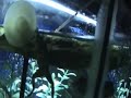 10 gallon freshwater fish tank 10 gallon freshwater fish tank