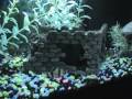 10 gallon freshwater fish tank