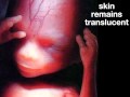 Fetal Development Week 15 (Pregnancy Health Guru)