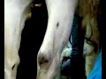 Castrazione cavallo