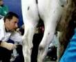 Castrazione cavallo
