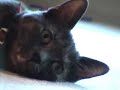 かわいい猫動画
