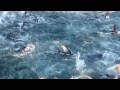 videos de Wade Busselton