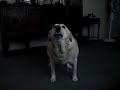 Barking Lady