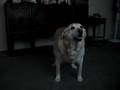 Barking Lady
