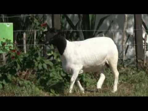 Dorper - SA Fama 298
