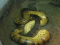 Snake Pictures