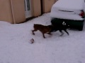neige2009.AVI