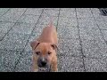 aaw