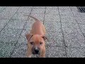 videos de aaw