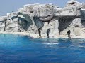 Delfini Oltremare