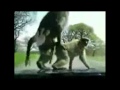 QUE HACEN ESTOS MONOS ENCIMA DE MI CARRO?