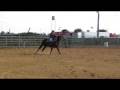 Sand Cay Farm, PT Hollander, AQHA Long Yearling Stallion, RIDING SUPER