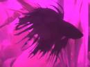 My Underwater garden with Beta Siamese as the star My Underwater garden with Beta Siamese as the star