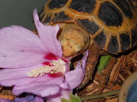 YouTube reptile video
