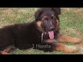 The life of my german shepherd Neitzsche