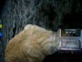 videos de conan stuck in the catnip jar...