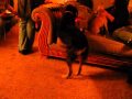 Riff the Mystery Dog Chasing the Red Laser