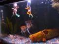 videos de Tropical Fish Simpsons Stingray Jaws