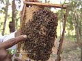 Apiculture : Prospects of bee keeping in Kerala