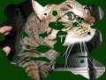 Chat Tobi