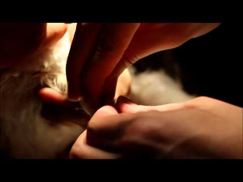 how to treat a shih tzu with diarrhea