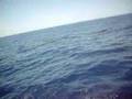 Zodiac Kona whale siting